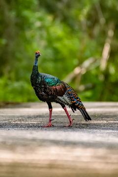 An ocellated turkey, with green, bronze and blue plumage, crosses a road.